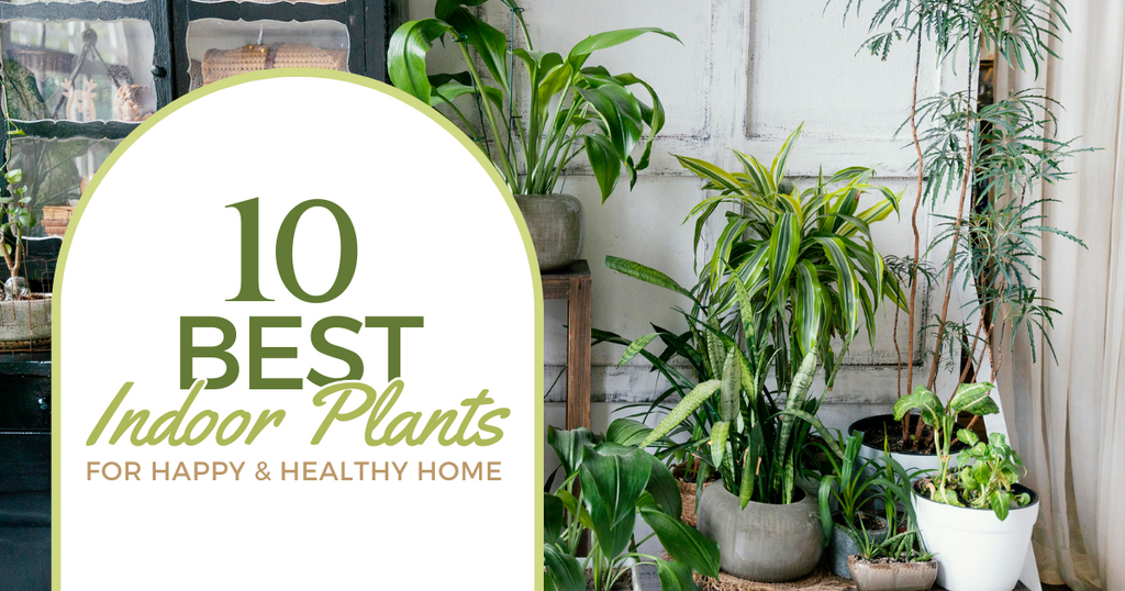 10 Best Indoor Plants for Happy and Healthy Home